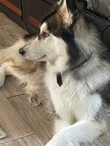 Customer photo review of Simparica TRIO® 1 Tableta