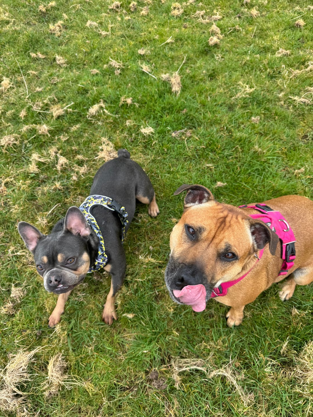 Customer photo review of Comfort Premium Harness | Non Restrictive - Lightning