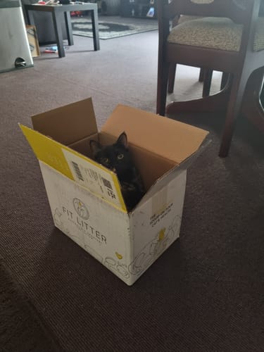 Customer photo review of 3 Month Supply - 2 Cats