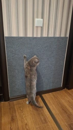 Customer photo review of Multifunctional Cat Scratching Carpet