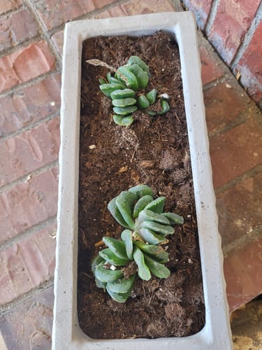 Customer photo review of Haworthia truncata | Horse’s Teeth