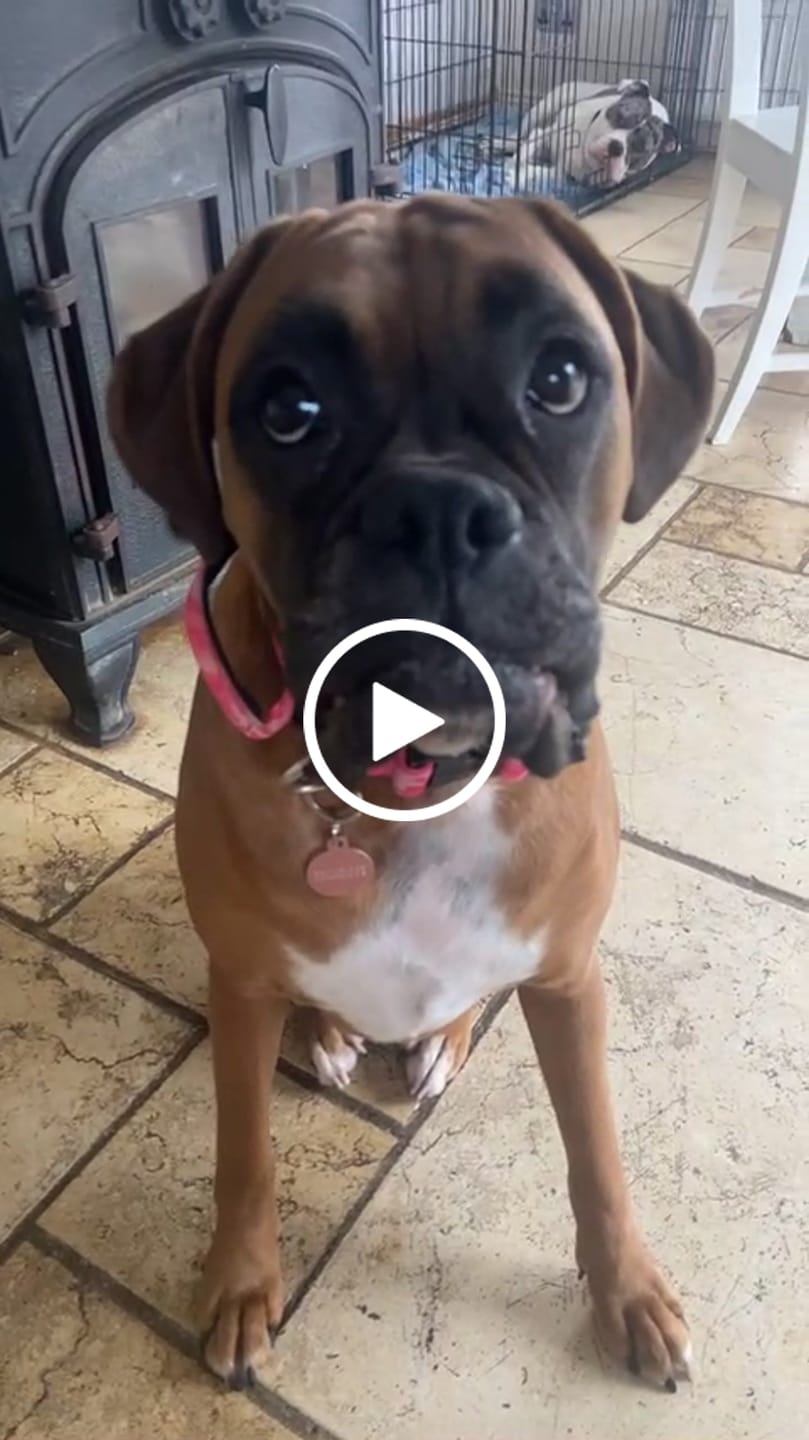 Customer video review of 4cm Combat® Collar | Handle & Rated Clip - Bubblegum