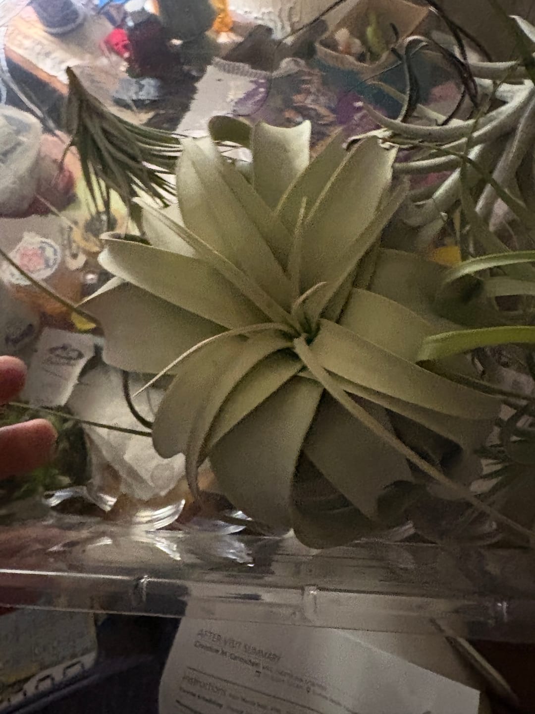 Customer photo review of 15 Pack Premium Air Plants Mix  *Cannot Be Shipped Internationally*