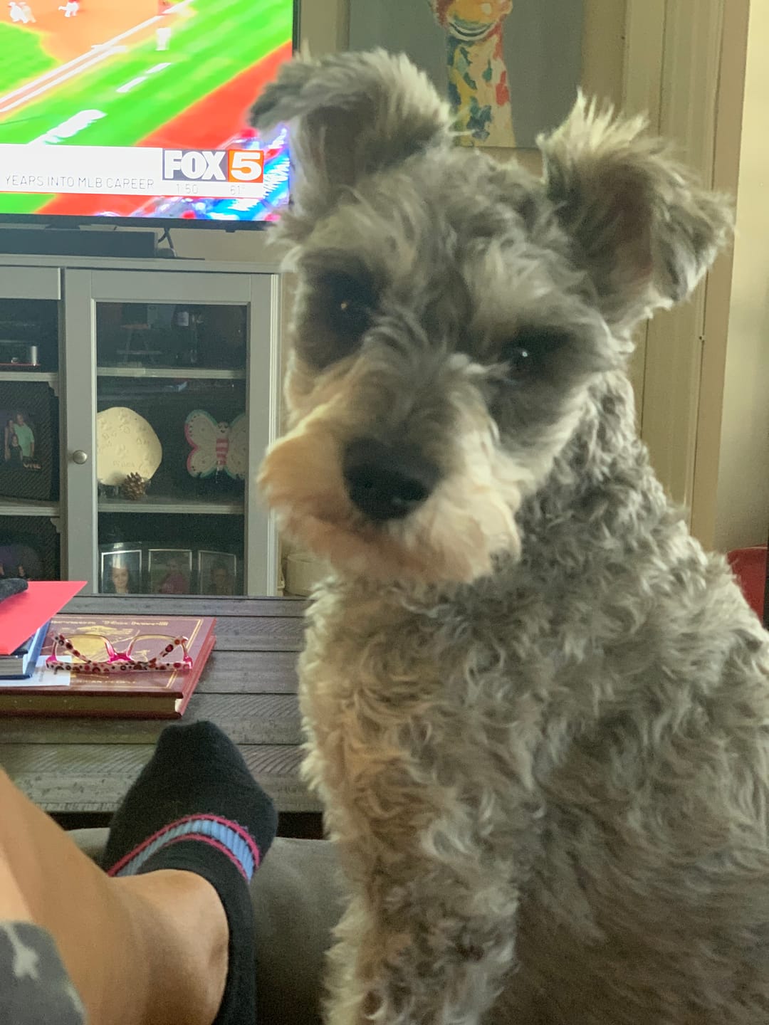 Customer photo review of Chicken Feet for Dogs