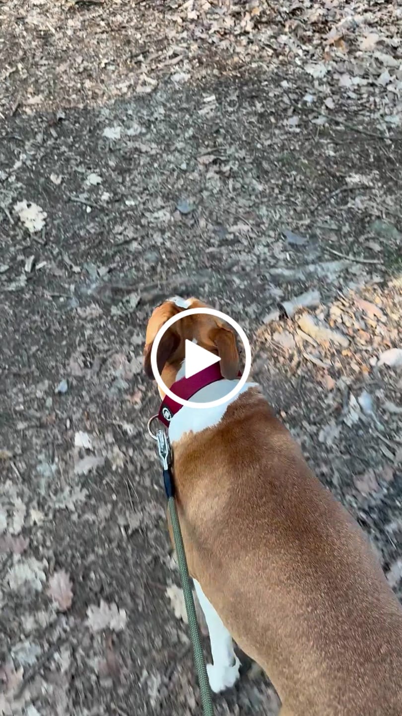 Customer video review of 4cm Combat® Collar | Rated Clip - NO HANDLE - Burgundy