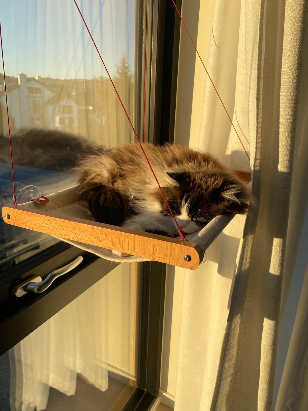 Customer photo review of Cat Hammock katteseng