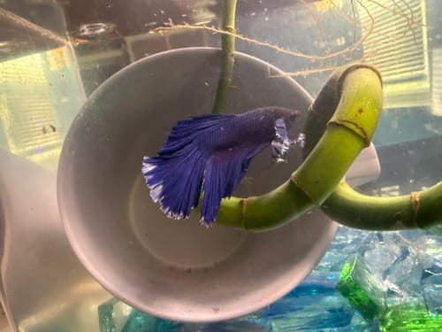 Customer photo review of Dumbo Blue Butterfly Halfmoon Male Betta Fish
