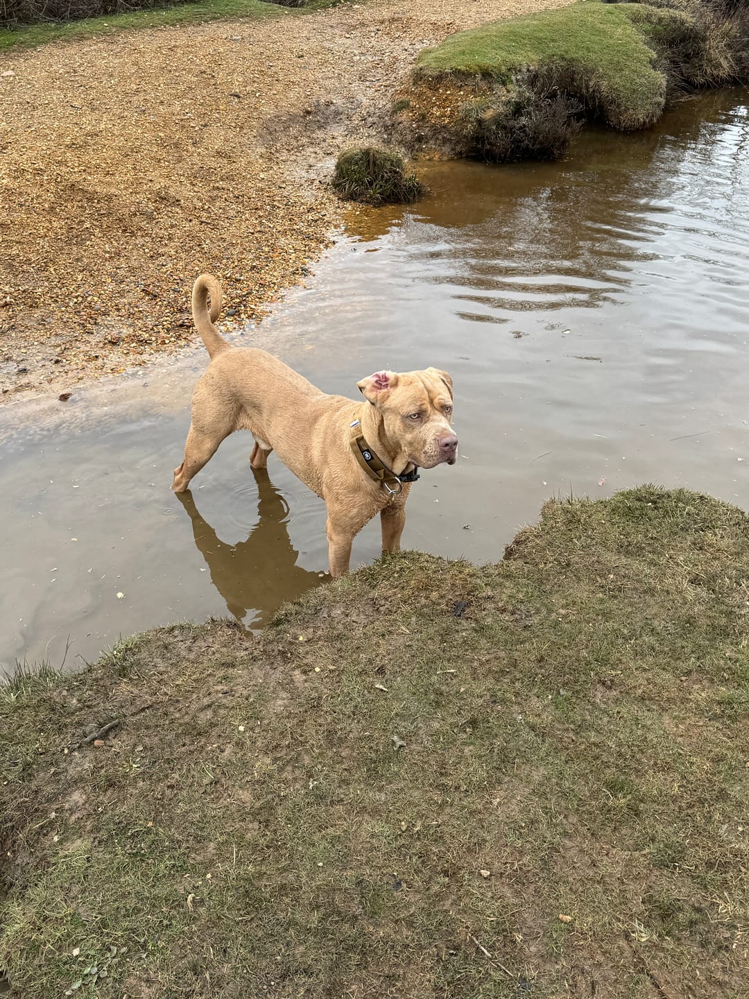 Customer photo review of 5cm Combat® Collar | With Handle & Secure Clip - Tan