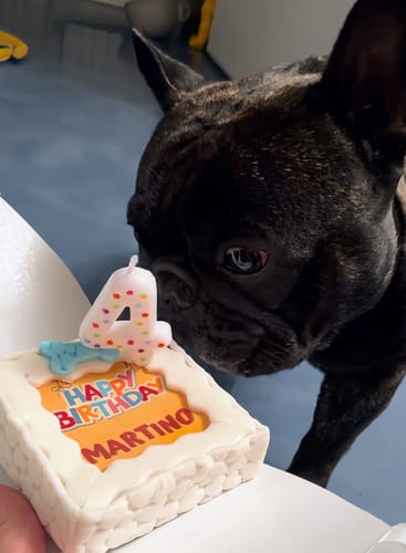 Customer photo review of Torta Per Cani Happy Birthday Personalizzabile
