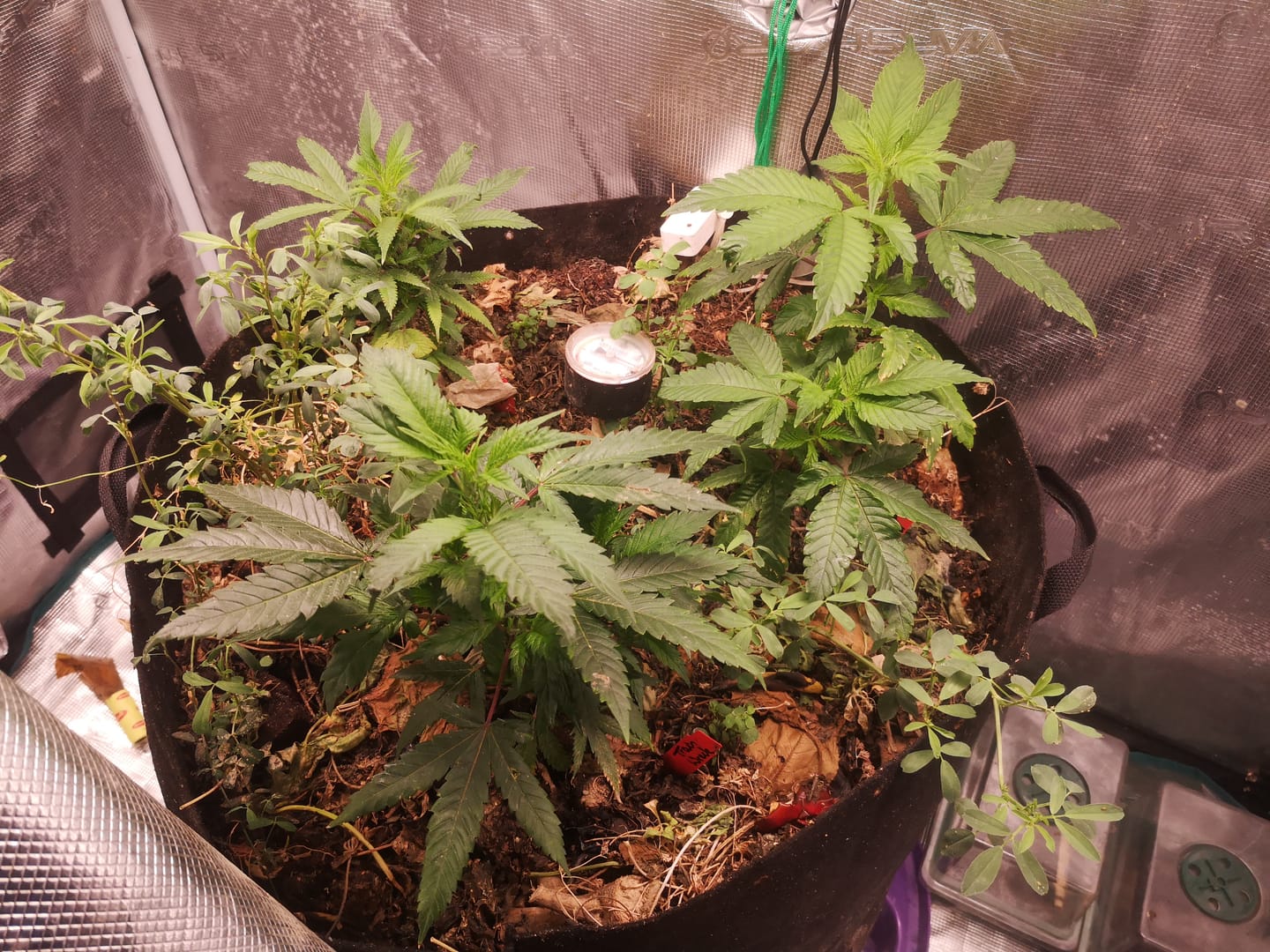 Customer photo review of Hanfstecklinge | Coconut Cloud