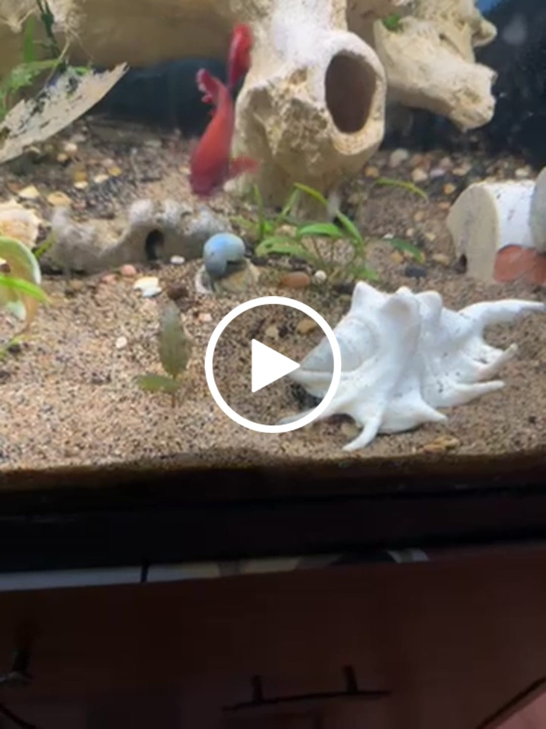 Customer video review of Blue Mystery Snail