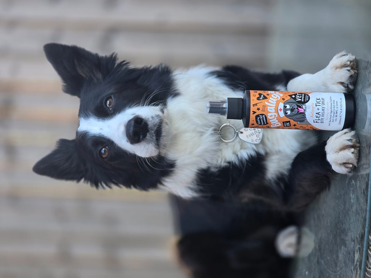 Customer photo review of Antiseptic Flea & Tick Bite Relief Spray for Dogs, Cats & Pets