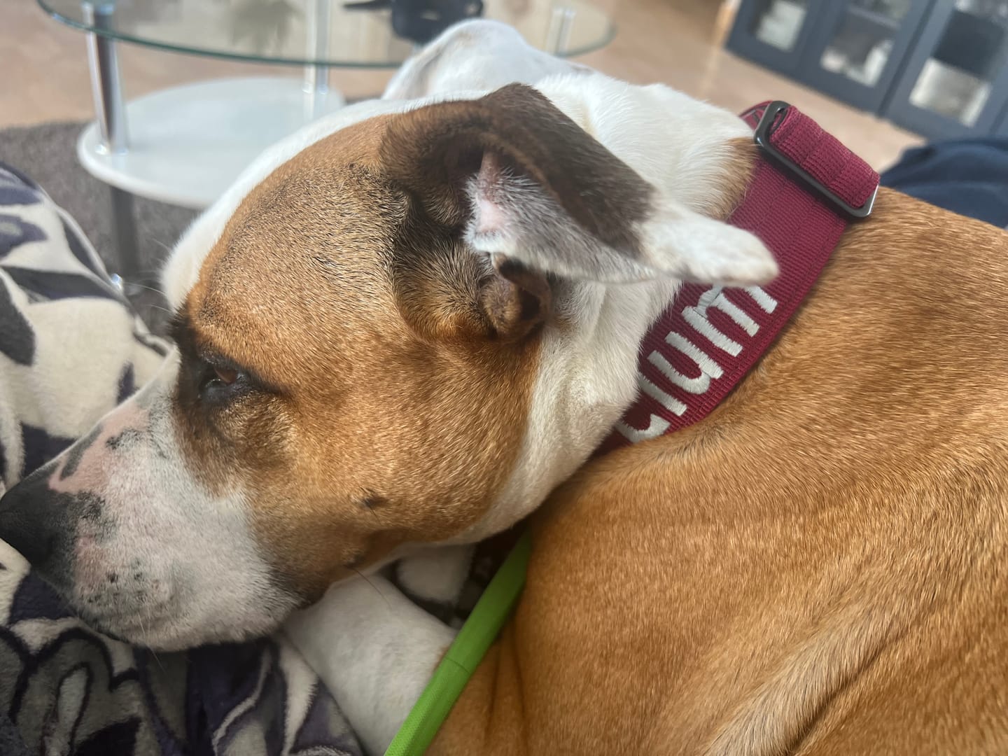 Customer photo review of 4cm Combat® Collar | Rated Clip - NO HANDLE - Burgundy
