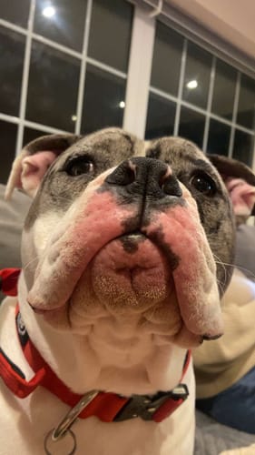 Karen H. review of 4cm Combat® Collar | Handle & Rated Clip - Red image 1 out of 1