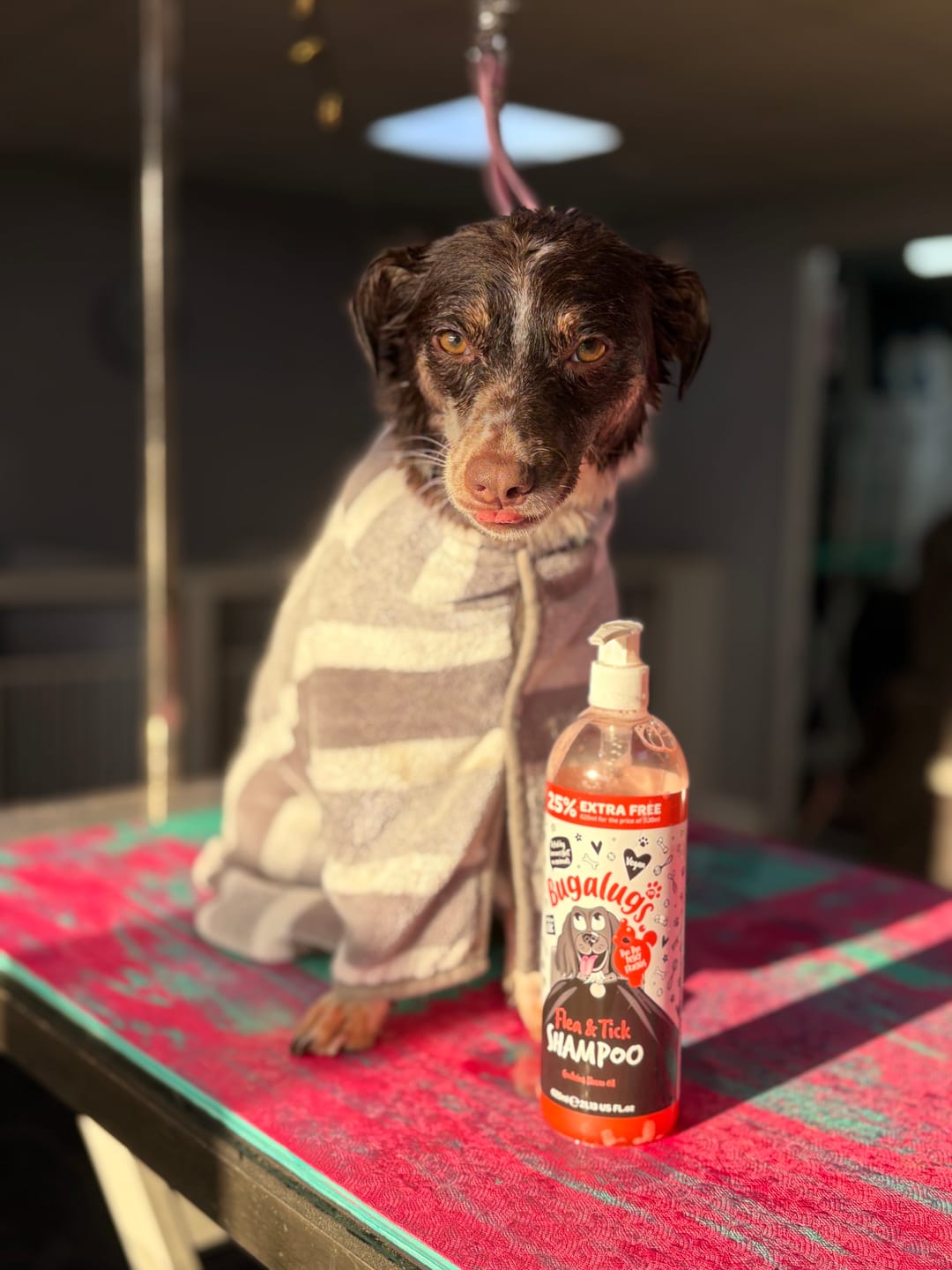 Customer photo review of Flea and Tick Dog Shampoo with Neem Oil