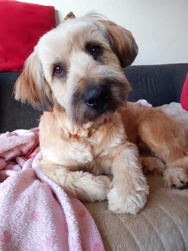 Customer photo review of Relax Time