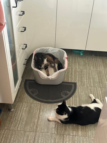 Customer photo review of 3 Month Supply - 2 Cats