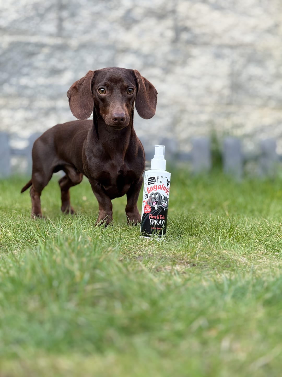 Customer photo review of Flea & Tick Spray with Neem Oil for Dogs & Cats