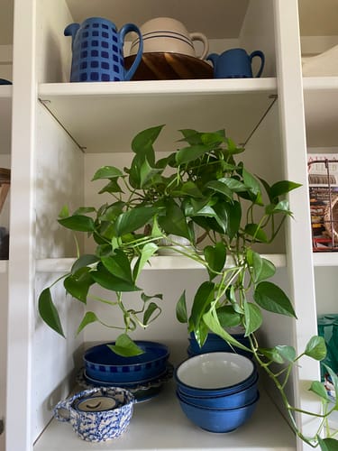 Customer photo review of Plant Food