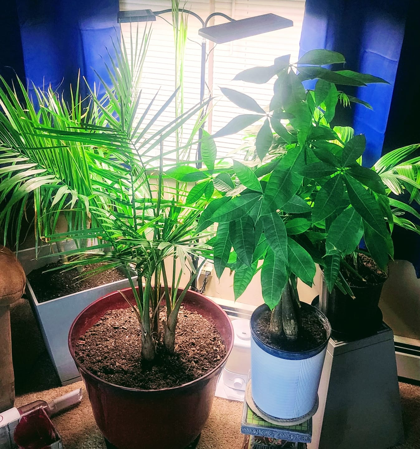 Customer photo review of Money Tree Braided, Tree Form, Pachira Aquatica, Good Luck Tree