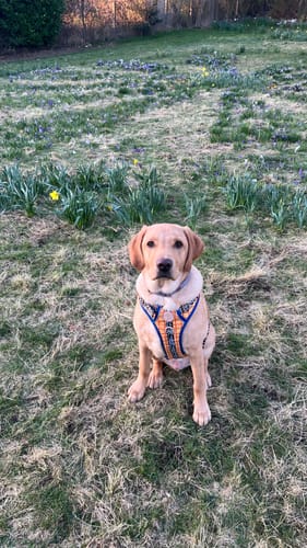 Customer photo review of Disney© Tough Trails™ Harness - Woody