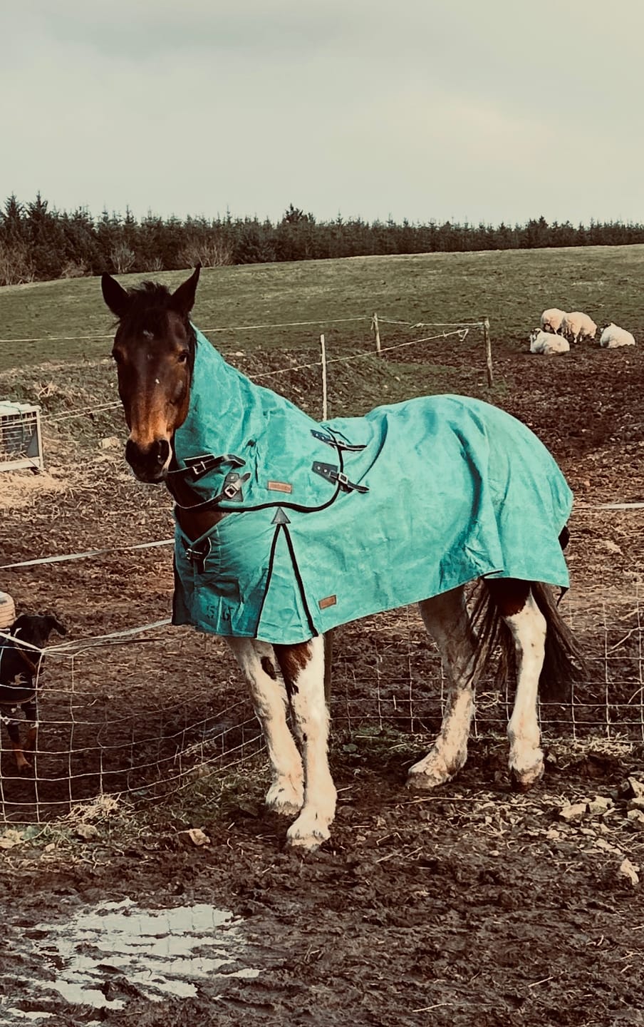 Customer photo review of Canvas Turnout Rug | New Zealand 18oz Wool Lined Rug