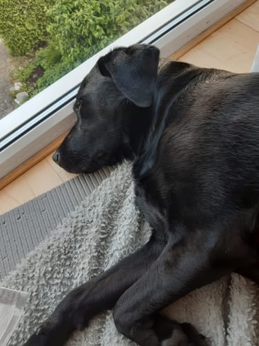 Customer photo review of Immu Push