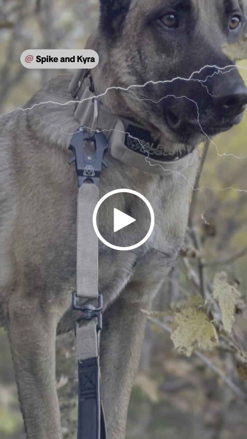 Customer video review of Tacti Luxe Dog Leash - Gold Noir