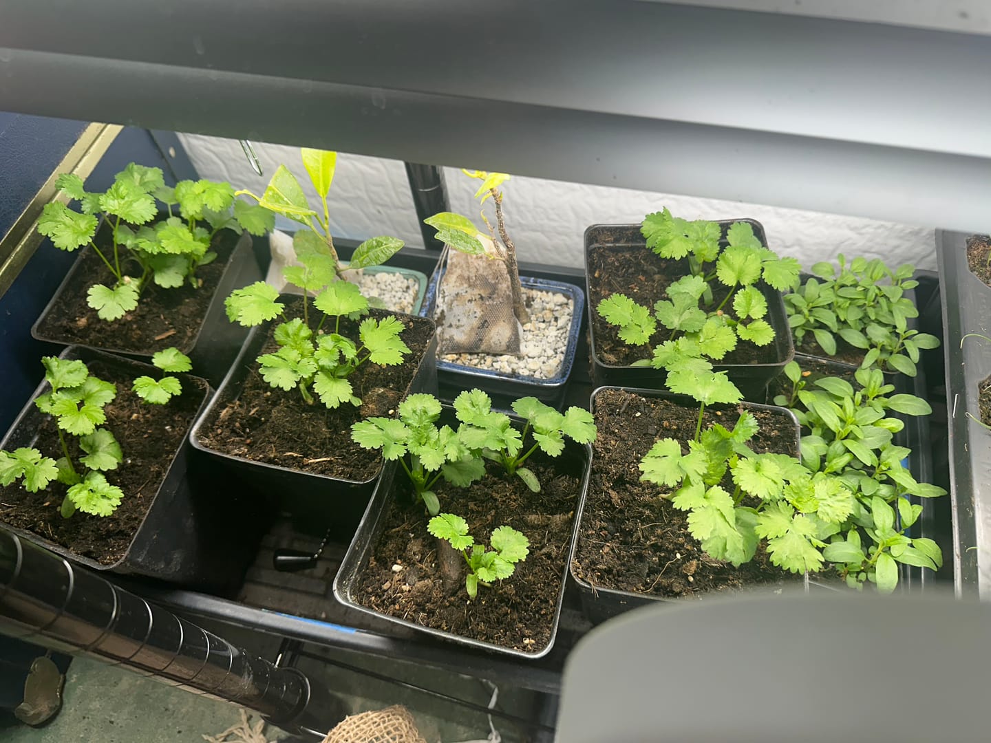 Customer photo review of Soil Blocking Mix*