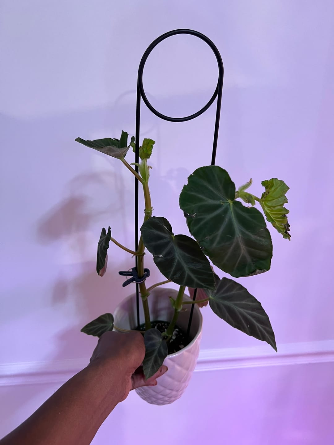 Customer photo review of Begonia angularis aff.