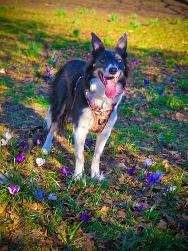 Customer photo review of Trail & Glow® Dog Harness Premium No-Pull Design - Rustic Tartan