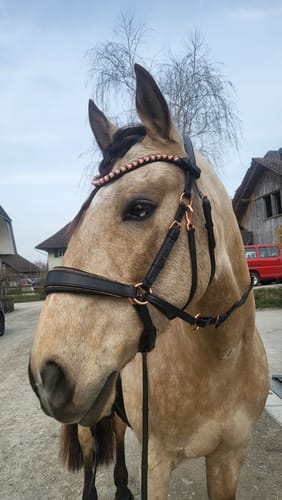 Customer photo review of Roségold Editon - Harmony Bridle - gebisslose Trense