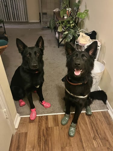 Customer photo review of WagWellies® Mojave