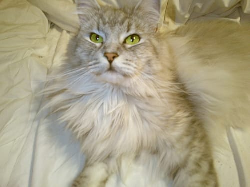 Customer photo review of NUVINT - Digitalkamera