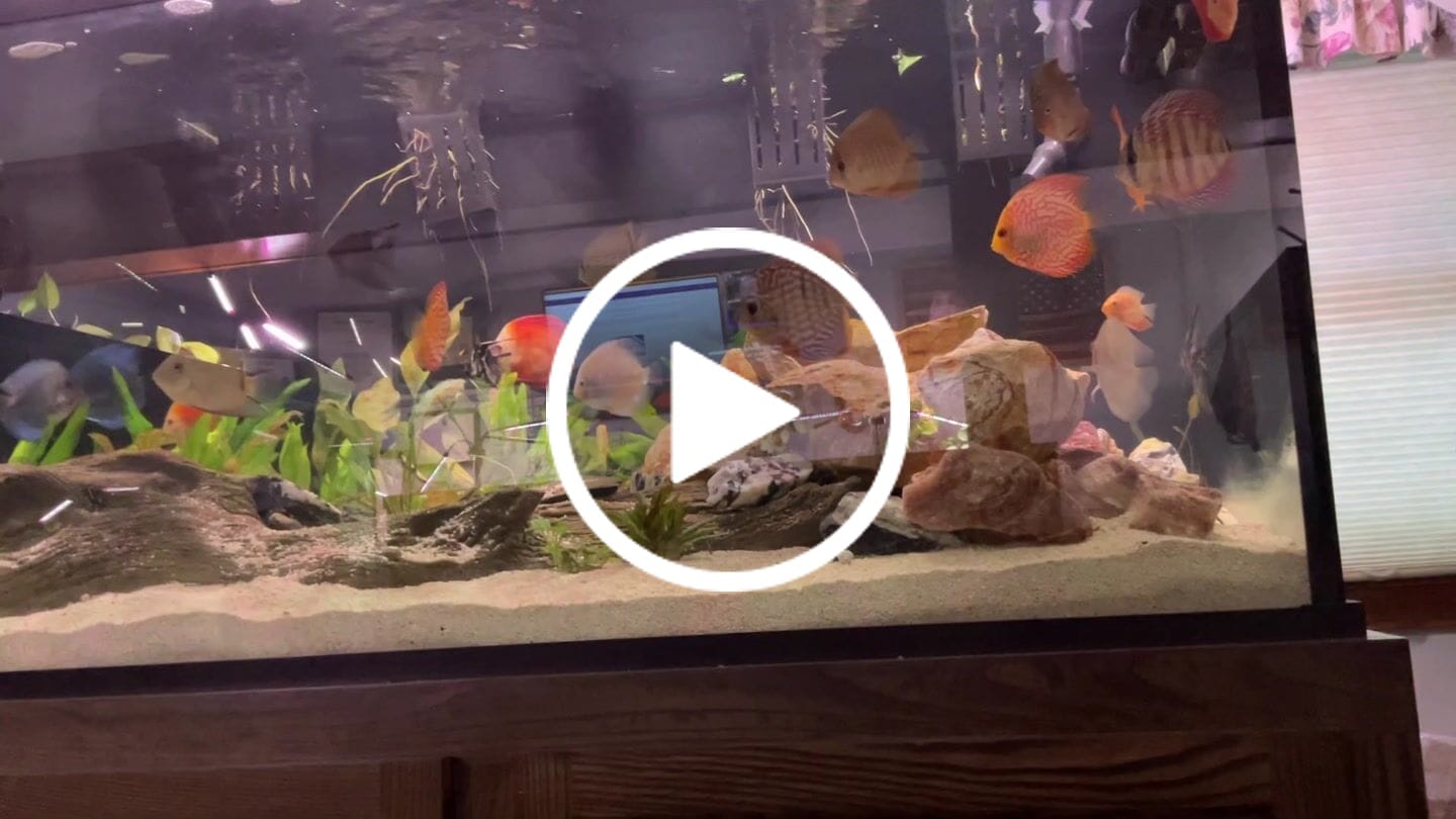 Customer video review of FritzZyme 7 Freshwater Live Bacteria