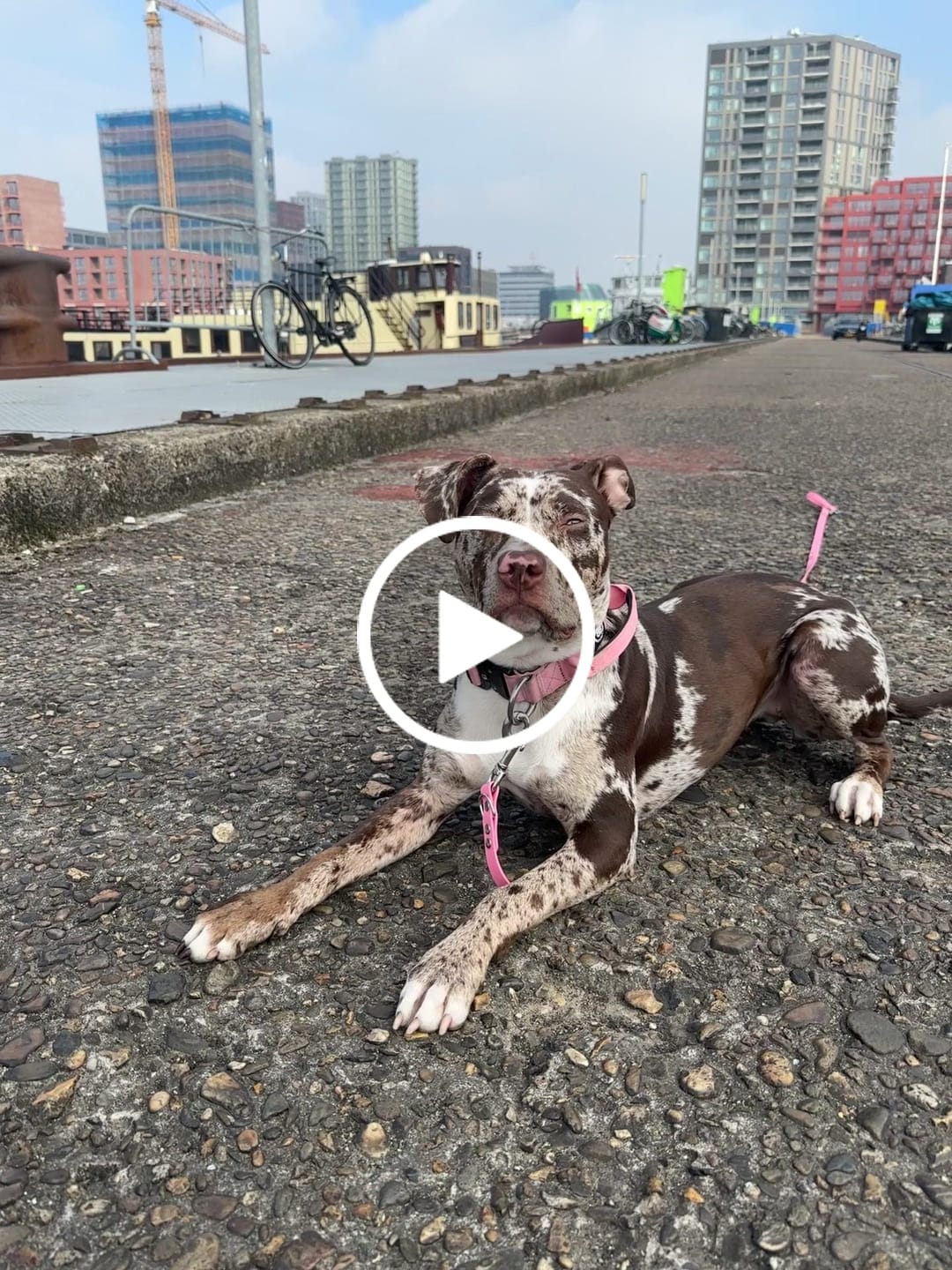 Customer video review of 4cm Combat® Collar | Handle & Rated Clip - Pink