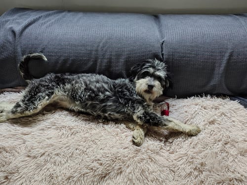 Customer photo review of Cobija Impermeable para Perros