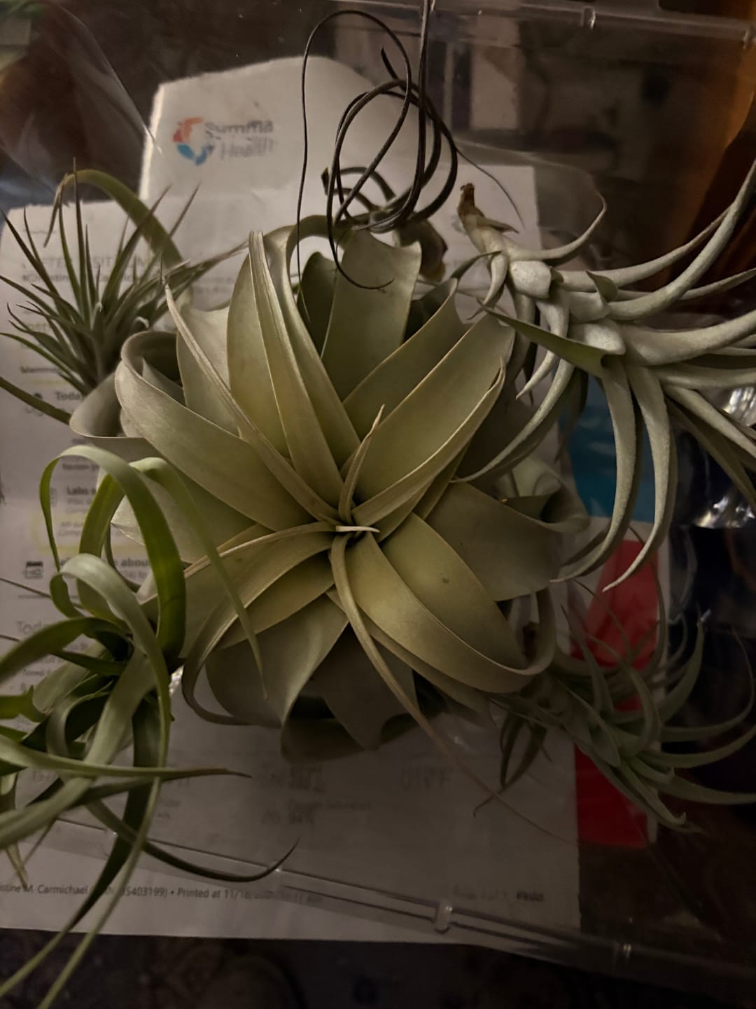 Customer photo review of B Quality Greenhouse Mix 10 Plant Pack