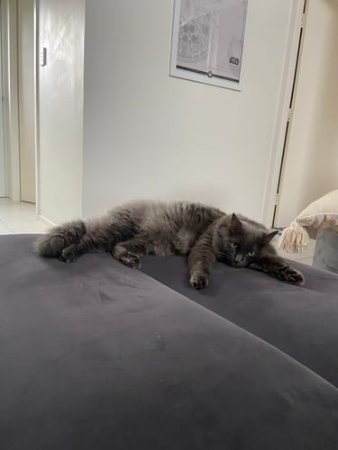 Customer photo review of Fit Litter PLUS - 1 Bag - One Off