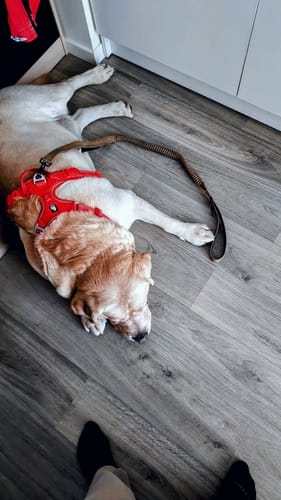 Customer photo review of Harnais anti-traction en Y - Moderne & ergonomique