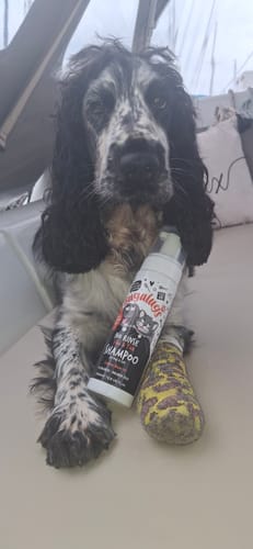 Customer photo review of Flea & Tick No Rinse Shampoo for Dogs & Cats