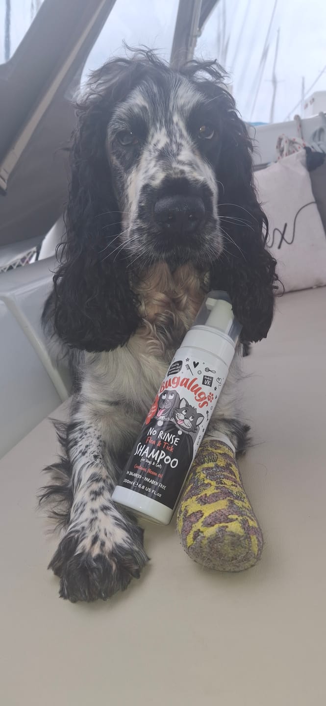Customer photo review of Flea & Tick No Rinse Shampoo for Dogs & Cats