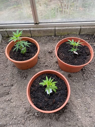 Customer photo review of Einsteiger Set Stecklinge