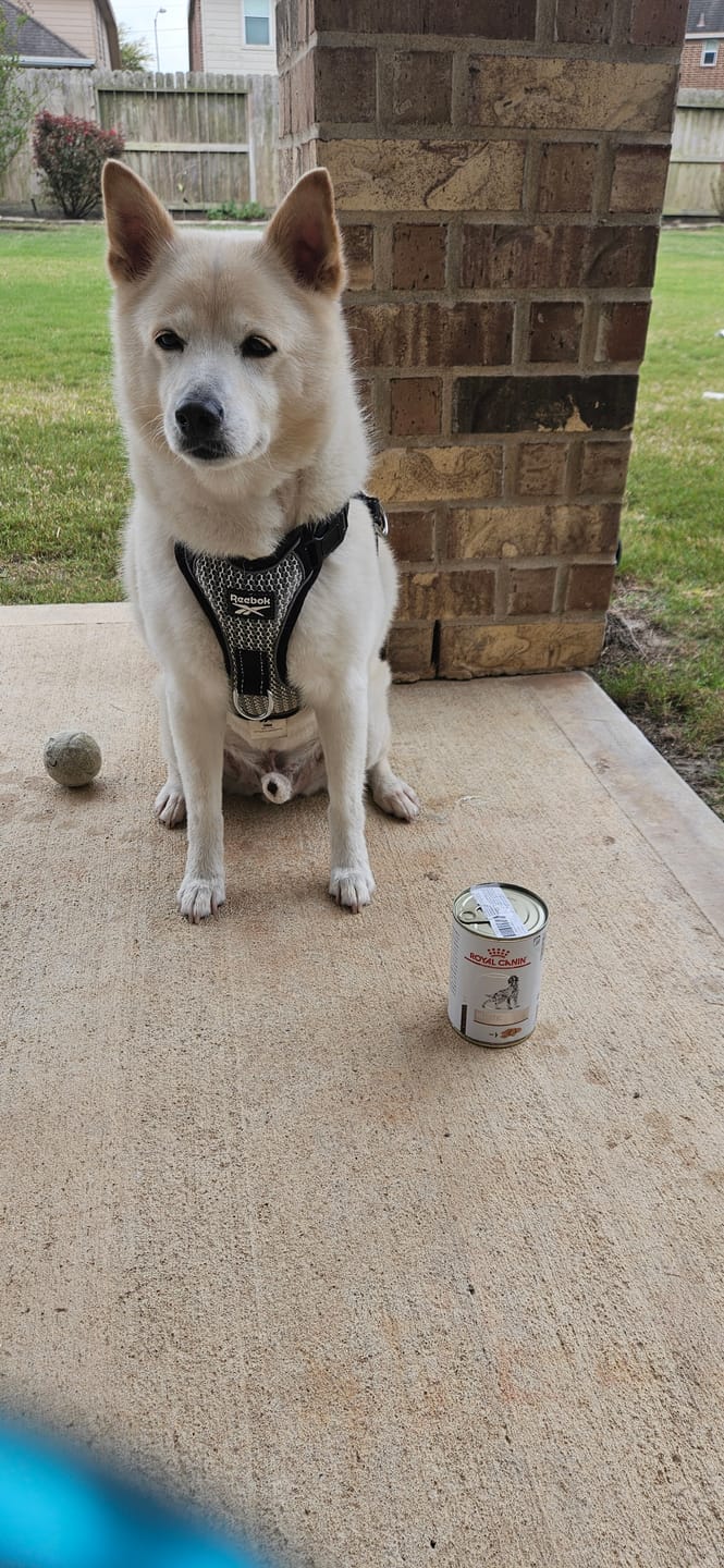 Customer photo review of Royal Canin Veterinary Diet - Hepatic Canned Dog Food