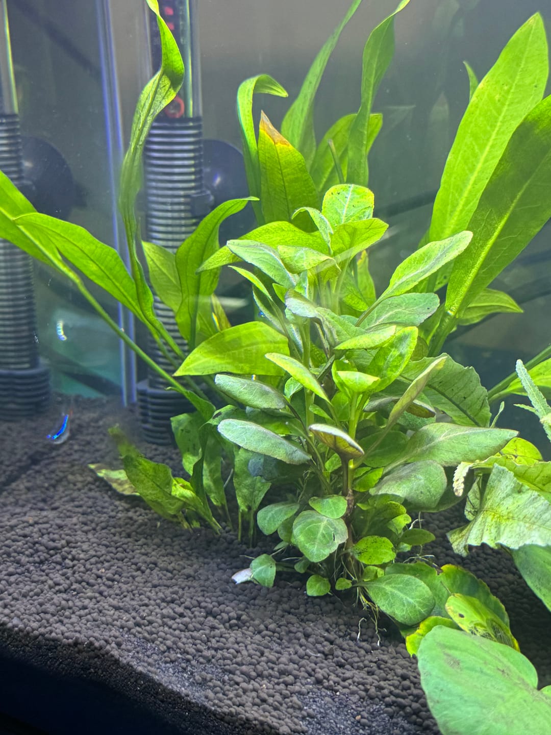 Customer photo review of Cardinal Plant (Lobelia Cardinalis)