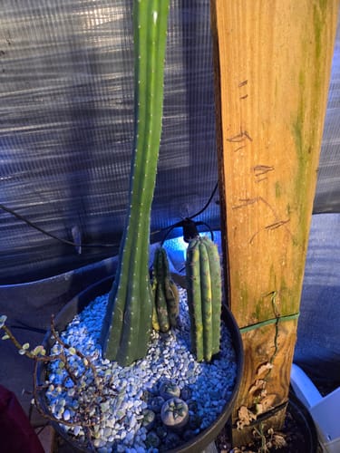 Customer photo review of Trichocereus pachanoi variegata | Variegated San Pedro Cactus
