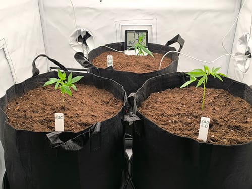 Customer photo review of Einsteiger Set Stecklinge