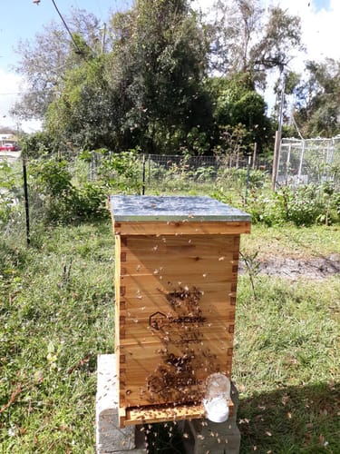 Customer photo review of BeeCastle Hives 10 Frame Wax Coat Complete Beehive Kit:2 Designed Deep Bee Boxes and 1 Super Medium Box,Includes Premium Wooden Frames and Beeswax-Plastic Foundation