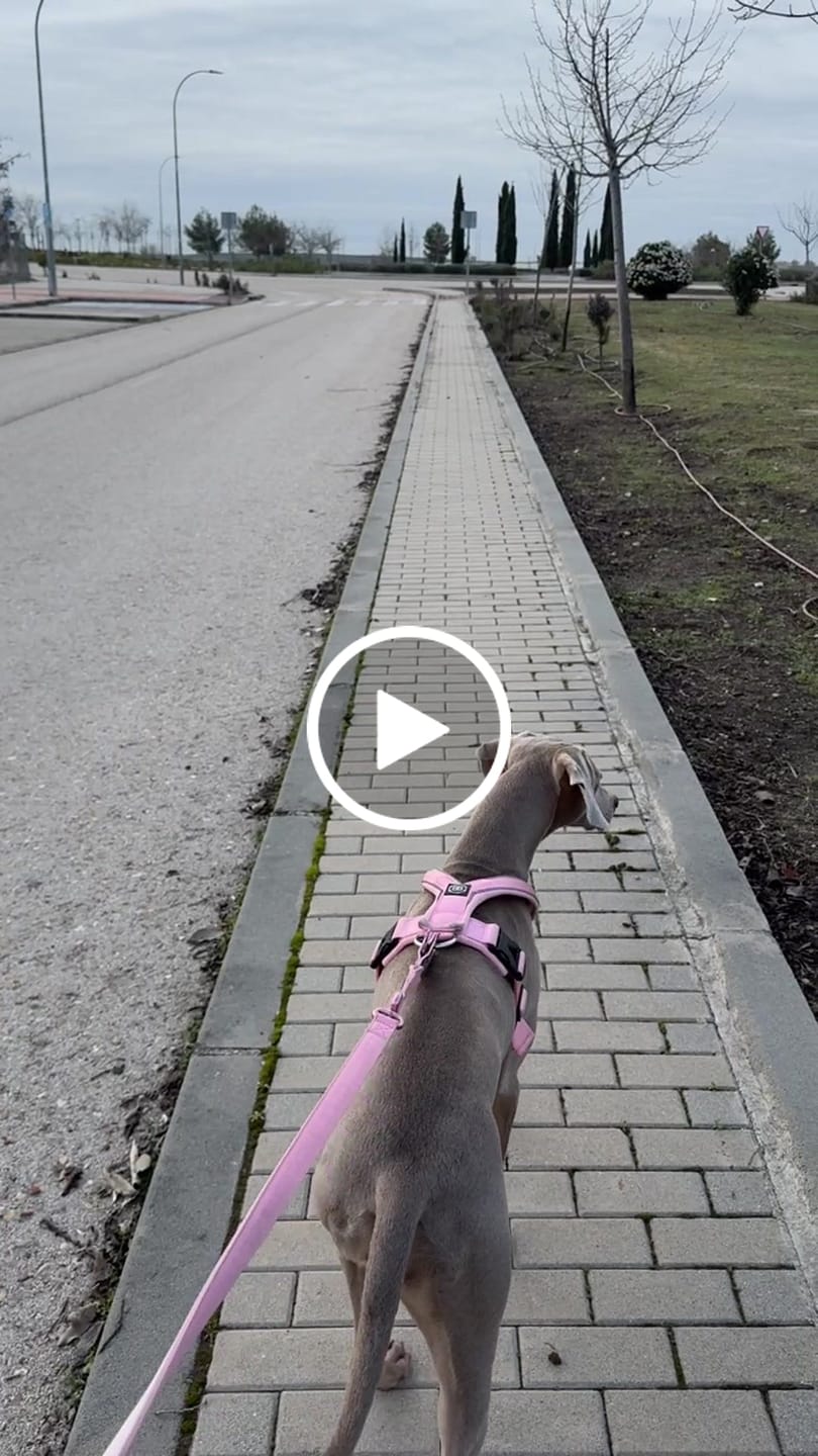 Customer video review of 4cm Combat® Collar | With Handle & Rated Clip - Magenta