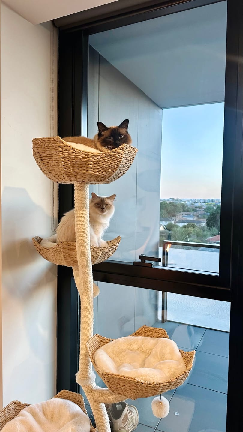 Customer photo review of MICHU Ivy Cat Tower Deluxe 4-Tier Designer Tall Cat Tree